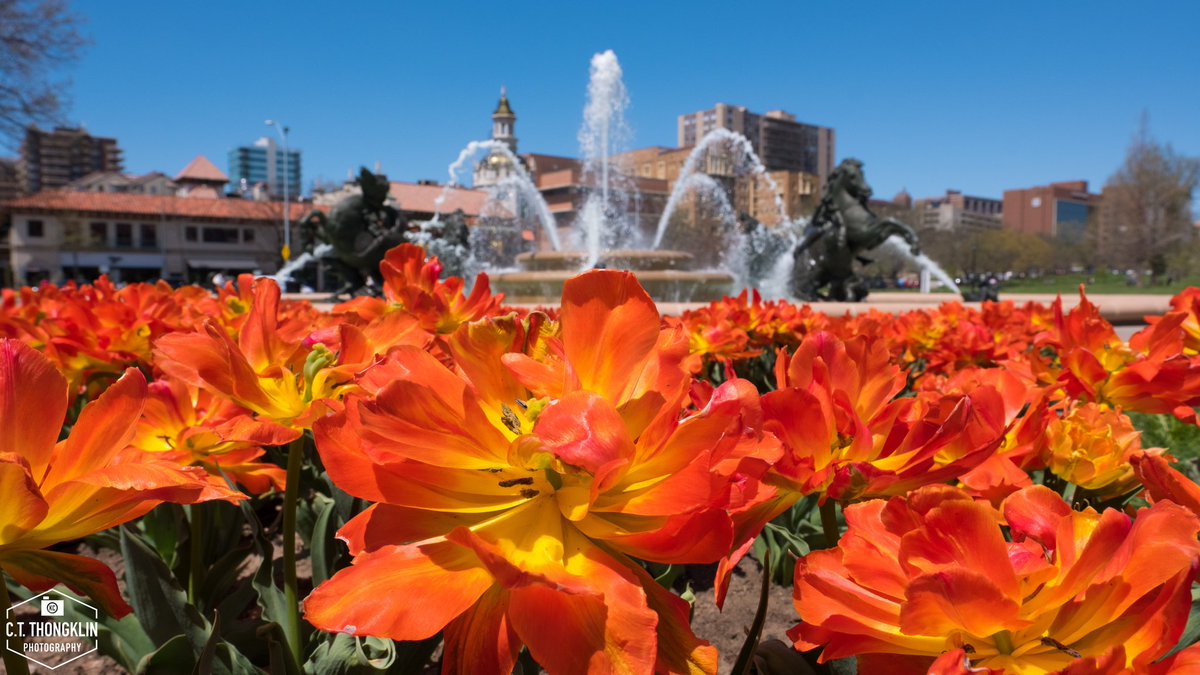 Really happy that #spring is FINALLY here and finally here to stay.

#tulips #flowers #JCNicholsFountain #CountryClubPlaza #KansasCity #Missouri #KCMO #VisitKC #photography