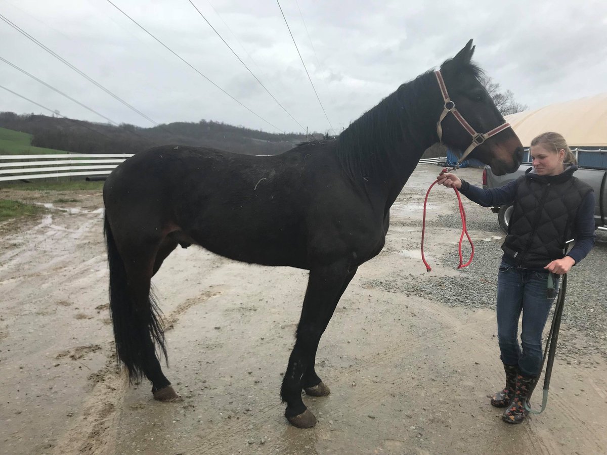 Mister Mystic N a fantastic racehorse that won $403k was saved from slaughter this week!!! He went home to a past connection to live the life he deserves.  

#NoHorseLeftBehind 
#standardbred 
#RESCUE 
#harnessracing 
#nohorseslaughter
#racehorses