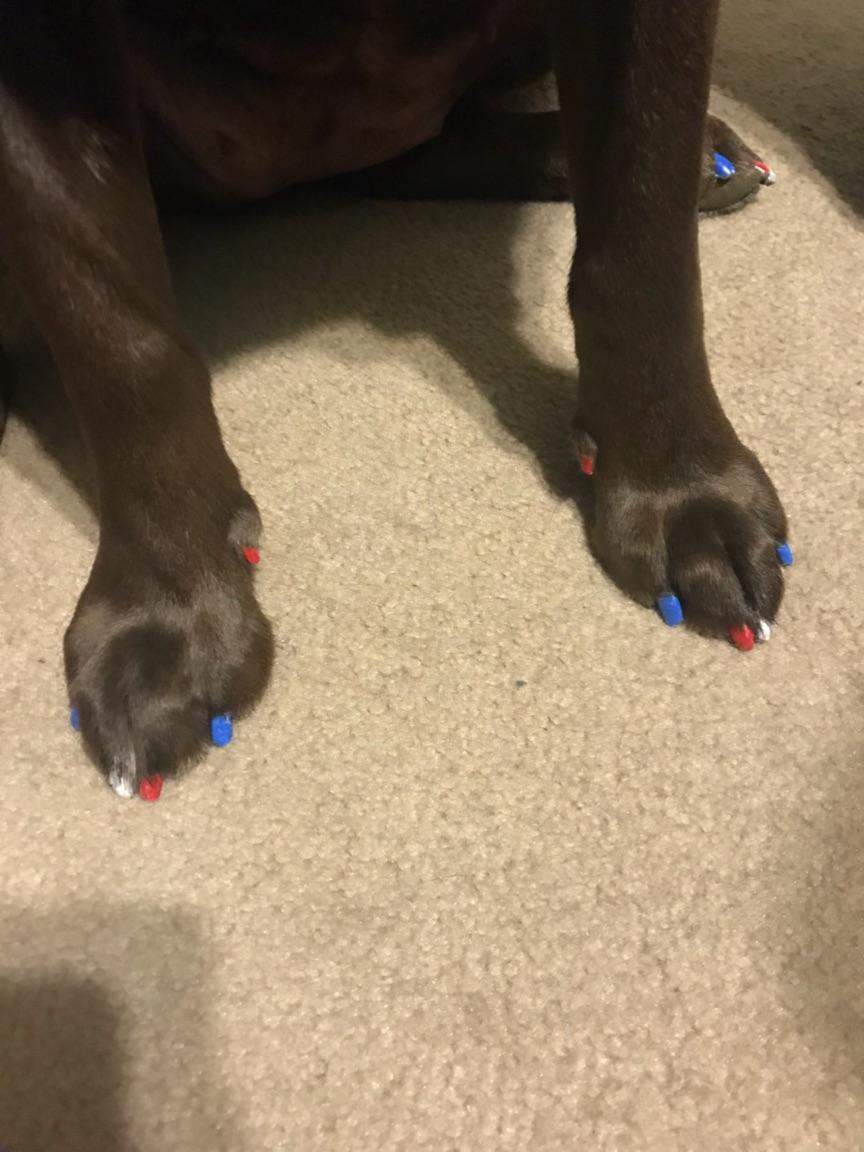 Jada is all ready for cinco de mayo and memorial day. Jada girl has her sombrero and her red white and blue nails #fortheloveofpets #2144 #petsmarteastbrunswick #enj <a href="/harleychick1107/">Courtney Green</a>