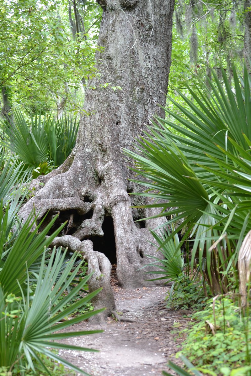 online timber in excavations