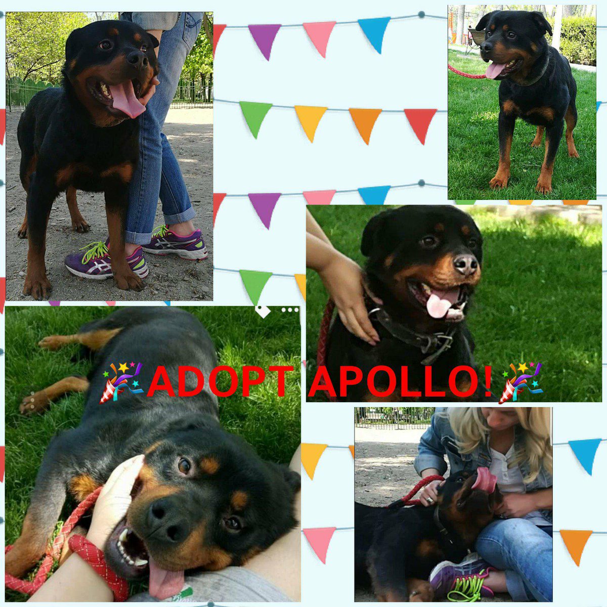 HelpPoorRotties's tweet photo. #DeathRowDogs #AnimalWelfare #Help
APOLLO is a beautiful #Rottweiler (male, 3), urgently in need of a responsible family in Europe or #sponsors.
https://t.co/fDWSwBOphS
All information on #facebook or ask Elena Cozma-Tarola by email: adopt@rrr.dog
#Adoption #RRR #RescuedDog https://t.co/wpUDz9eWwl