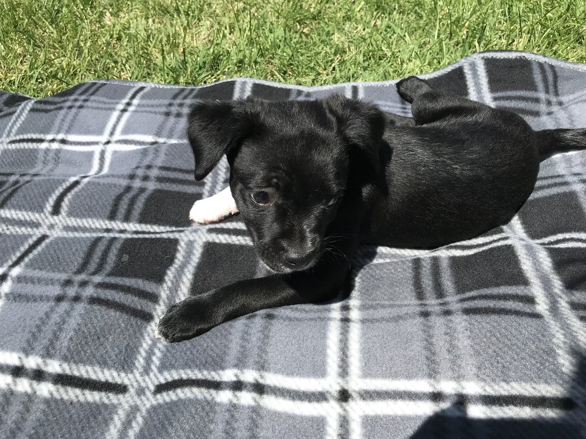 V_Pearly_Reads's tweet photo. Head over boots for this little munchkin. 💕🐶❤️ #furbaby #thearchman https://t.co/vng3HFKRdb