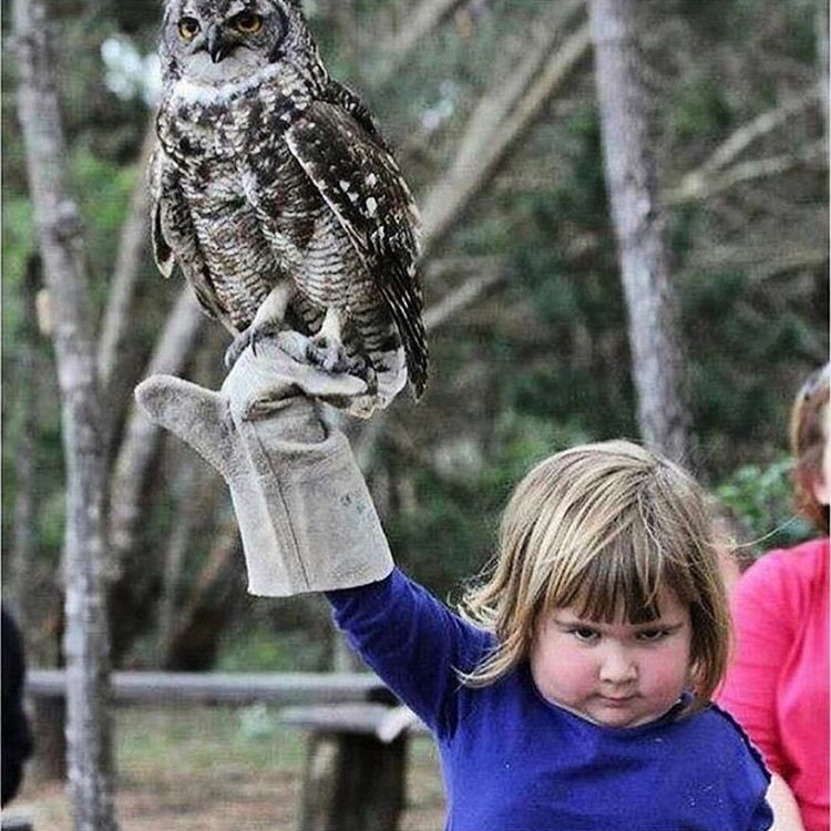 ElizabethDzuba's tweet photo. Speak softly and carry a large predatory bird. https://t.co/PvmQIZqow1