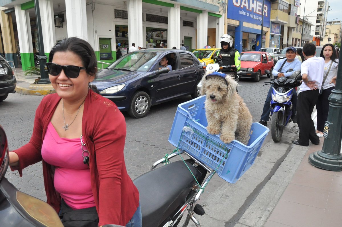 #Machala - Decenas de animalistas salieron a las calles para defender la vida de 'Brat', luego que el informe forense determinó que el perro no fue el responsable de muerte de anciana.

'Por Brat nadie se cansa', 'Somos la voz de los animales' fueron algunas de las consignas.