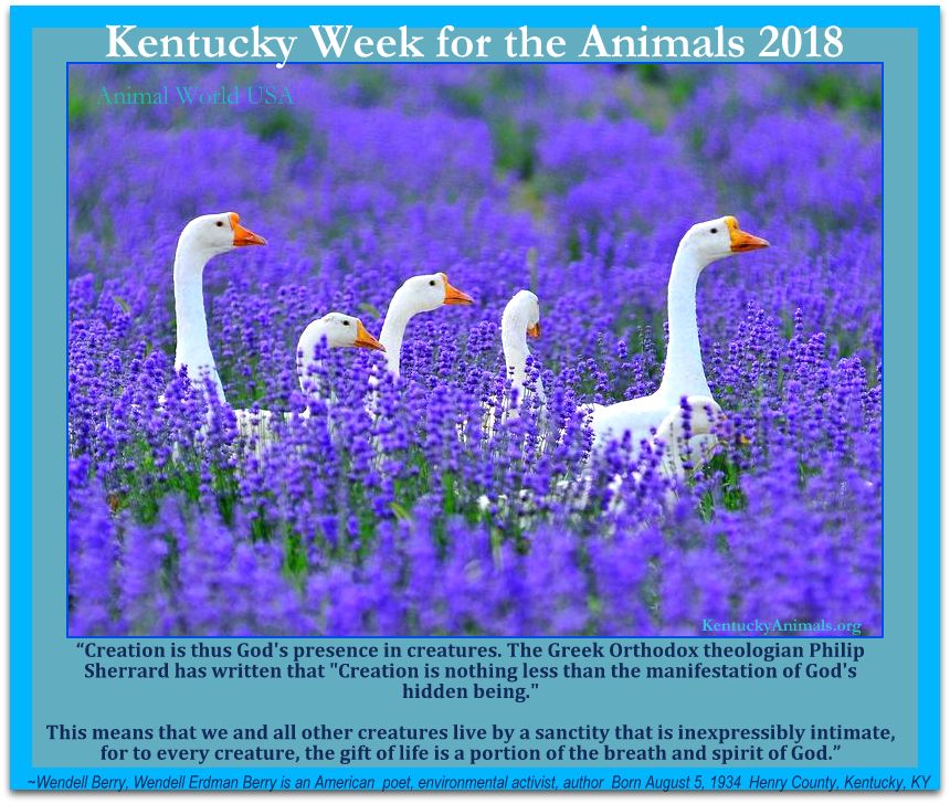AnimalWorldUSA's tweet photo. #KYWeek spotlite! #WendellBerry
“Creation is thus God's presence in creatures. #Theologian Philip Sherrard has written, "Creation is nothing less than the manifestation of God's hidden being...
Kentucky #WeekfortheAnimals April 21-29, 2018 #KY #Mayors
https://t.co/U78CFtrgGQ https://t.co/ZymM754ipG