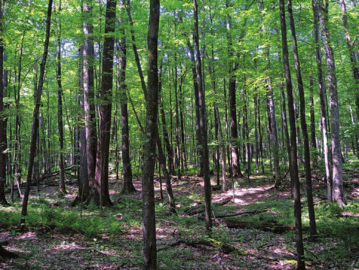 ForestServiceNW's tweet image. And the answer is . . . the Oak! Thanks so much for playing our #Treevia challenge for #ArborDay!