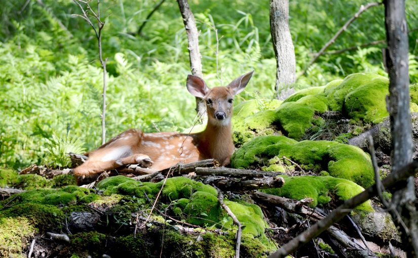 Ontario Parks tweet media