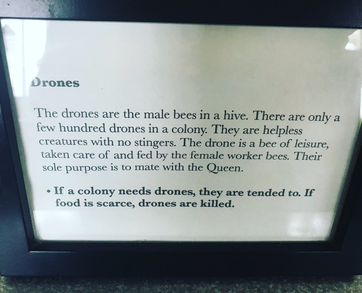 snowcones's tweet image. No Drone Zone. My Grandpa Uticone only asked one thing of us—don’t be a drone.

“The drone is a bee of leisure, taken care of and fed by the female worker bees. “ #beesmart #nodronezone #dontbeadrone