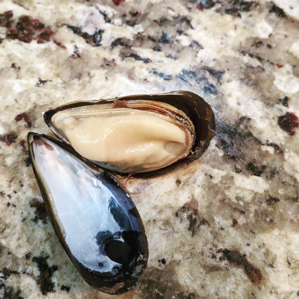 Wild & Live Seafoods tweet media