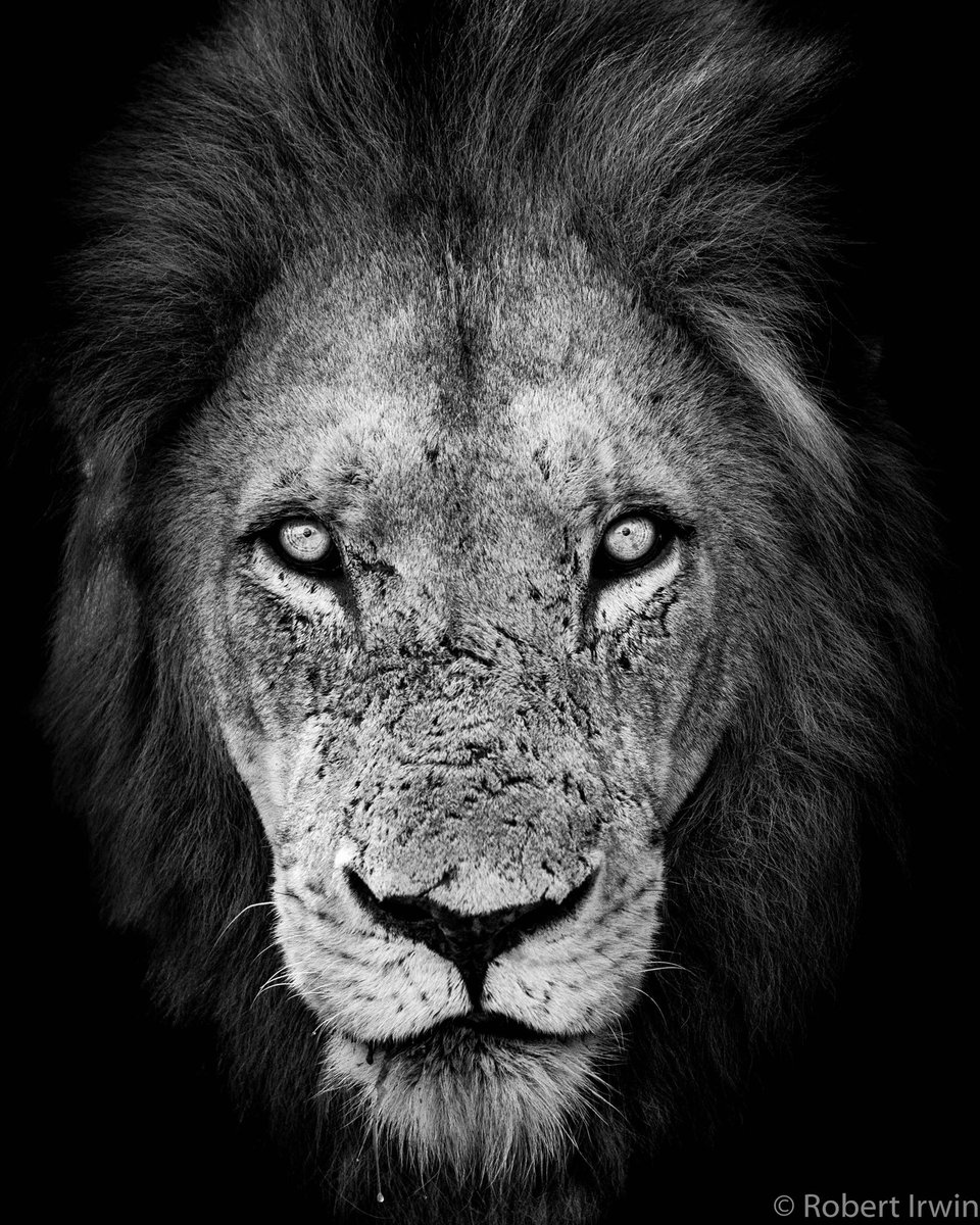RobertIrwin's tweet photo. A magnificent male lion I photographed in South Africa 🦁#FelineFriday https://t.co/MCvFMTUWUF