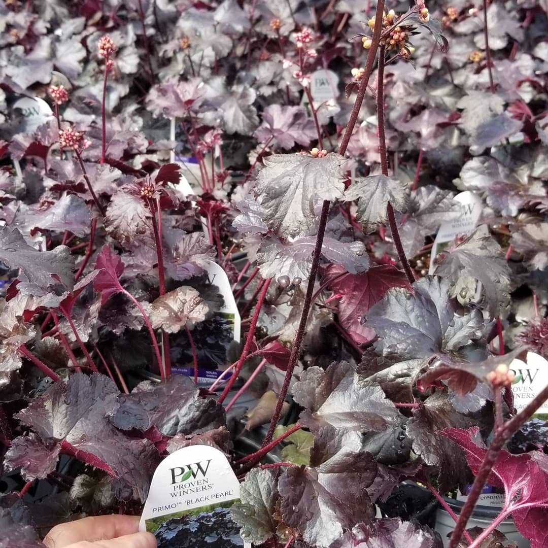 pvandutch's tweet photo. #SpringShipping2018
#NortherGardenCollection
#HardyTrees
#HardyShrubs
#HardyPerennials https://t.co/q8RZIR7N7u