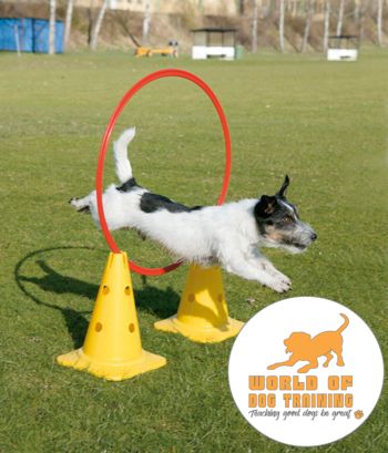 RyanMatthewsCA's tweet photo. Are you a new dog owner and do not know how to feed your dog? Check out these valuable suggestions at World of Dog Training site for complete information.  https://t.co/gWMD9B1wF4 #dog #dogtrainers  #puppy #RyanMatthews #dogtraining #worldofdogtraining #dogowners https://t.co/Kp2tsqGKP8
