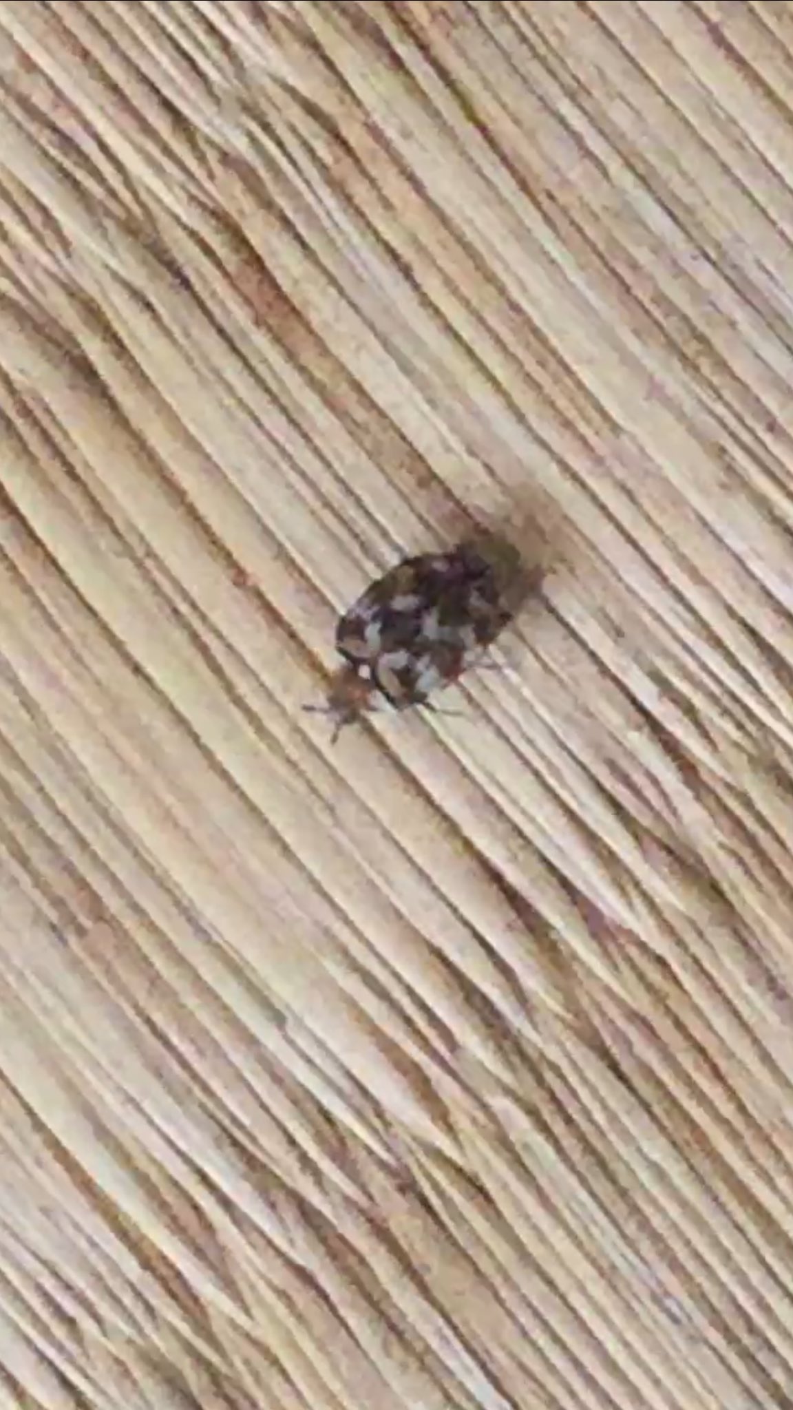 きもい虫 Twitter Search Twitter