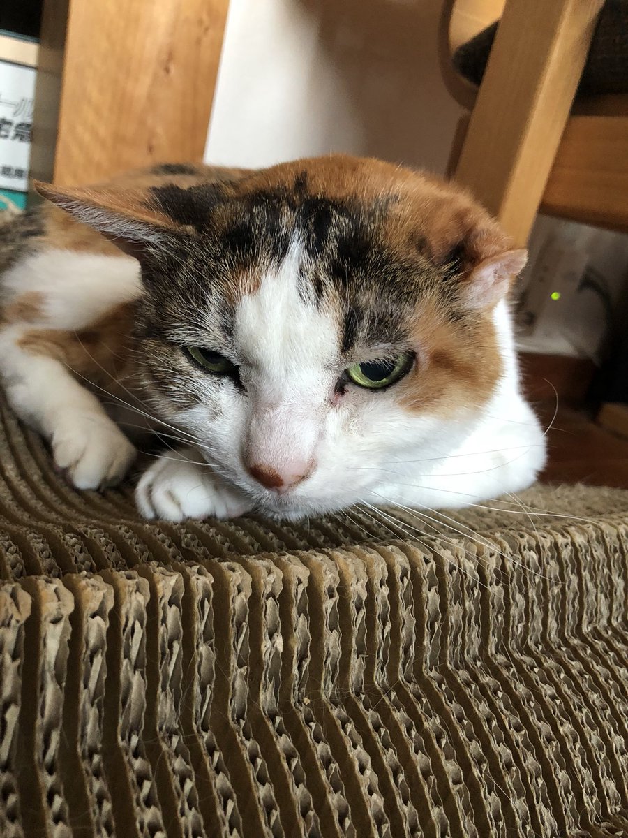 波津彬子 原稿に向かっても集中力が続かない つらみ 猫の目やにも取れない悲しみ