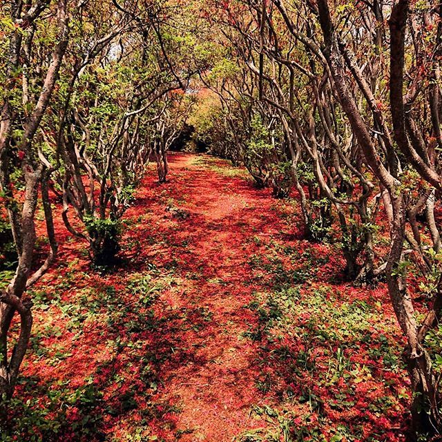 syakariclean's tweet photo. ツツジのトンネル 赤い細道
#つつじ #ツツジ #躑躅 #azalea #トンネル #tunnel #細道 #redpathway #pathway https://t.co/5TARwoZ08o https://t.co/1ojRQnk7qE