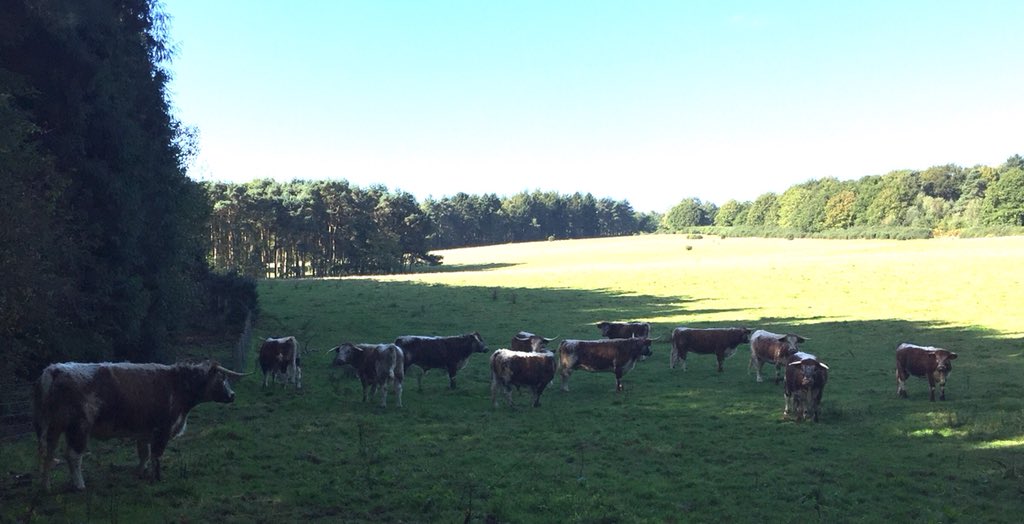 MeadowsFarmVets's tweet photo. Being a farm vet can be emotional and tiring especially in the cold wet winter weather of “Spring 2018”. Letters like this really brighten up our day (and give us hope that we are encouraging the next generation of vets to pursue their dreams!)

#WorldVeterinaryDay #teamvet https://t.co/NQ4vySBT2U