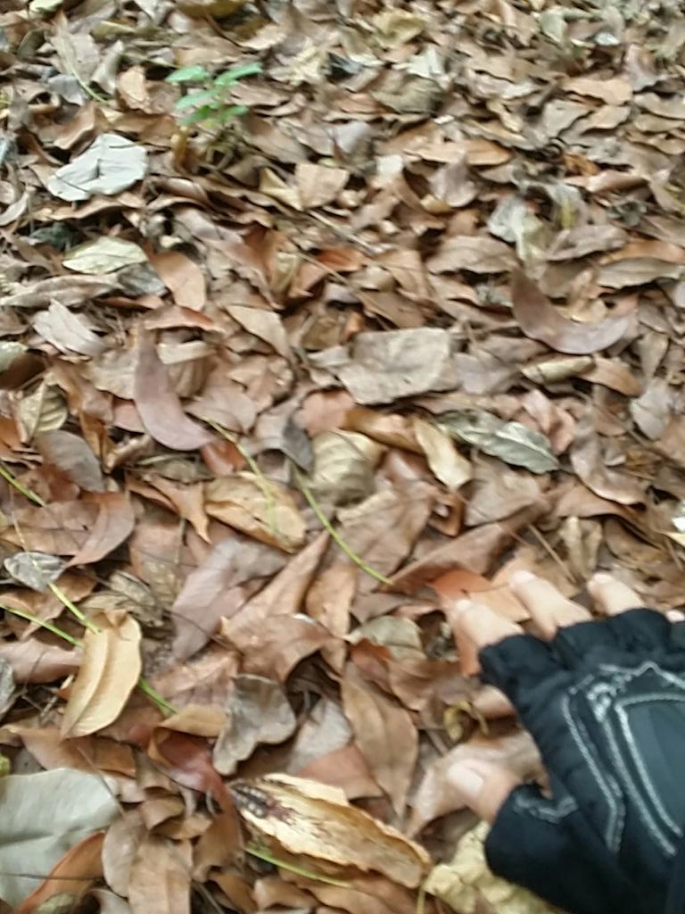 ProbablyNotYmo's tweet photo. I will always miss sweeping the leaves for I'll Cover You Reprise 
#RENTblueREP
#InfinityWarSansContext https://t.co/uOSR0iOHQI