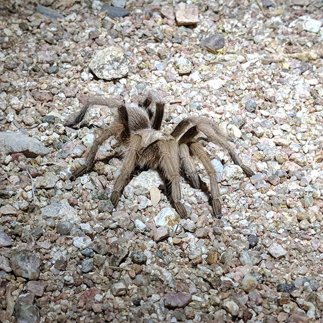 FarEndGear's tweet photo. #nightlife #tarantula #arizona #mountainbiking #situationalawareness #farendgear #keeponeearopen #mountainbike #mtb https://t.co/DFps3FJhZo https://t.co/J4EfTS9HRy