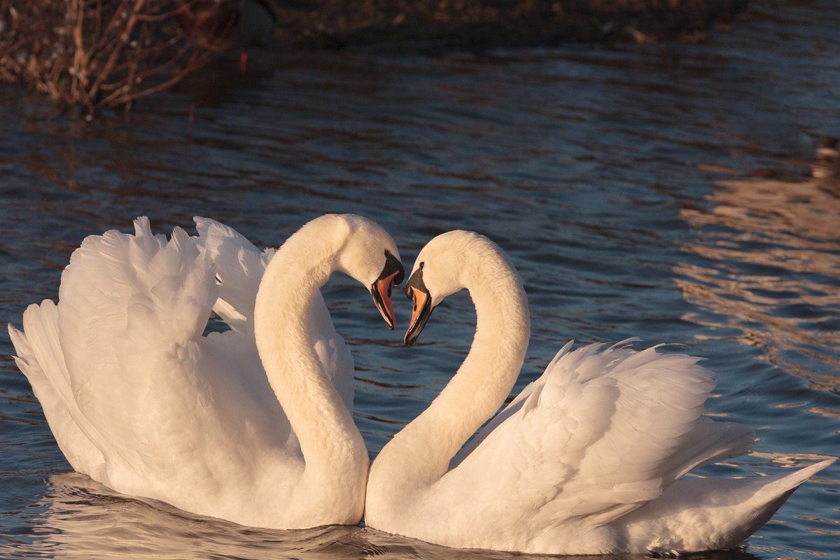 HD Wallpapers в Twitter: „Beautiful Scene😍 Download Love Wallpapers /VECMxXl1nz Two Swans Love HD Wallpaper #TwoSwans #Swans #River #beautiful #Love #Photooftheday #wonderful #amazing #awesome #LoveWallpapers #HDWallpapers ... HD Wallpapers в Twitter: „Beautiful Scene😍 Download Love Wallpapers /VECMxXl1nz Two Swans Love HD Wallpaper #TwoSwans #Swans #River #beautiful #Love #Photooftheday #wonderful #amazing #awesome #LoveWallpapers #HDWallpapers ...
