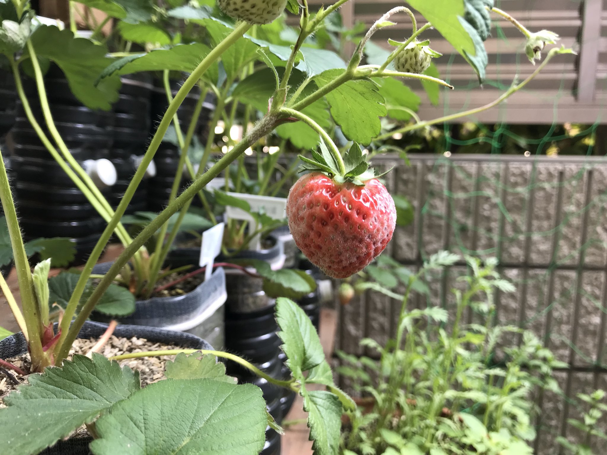 ぷーこ 灰色カビ病にやられてしまったイチゴ 広がりを止められずにいる 全滅の危機 ガビーン というよりもむしろカビーン だな カビなだけに 笑 家庭菜園 ベランダ菜園 イチゴ 苺 灰色カビ病 カビ T Co A0vmzamhvr Twitter