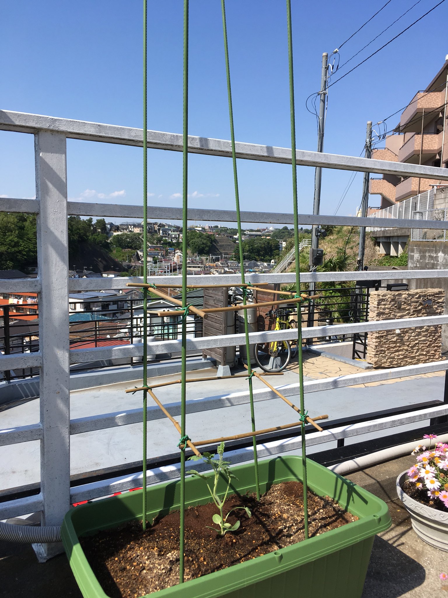 Apple Twitterren スイカ プランター栽培 支柱を設置 大玉スイカ 紅大の苗が入荷してたので もう一丁プランターを購入