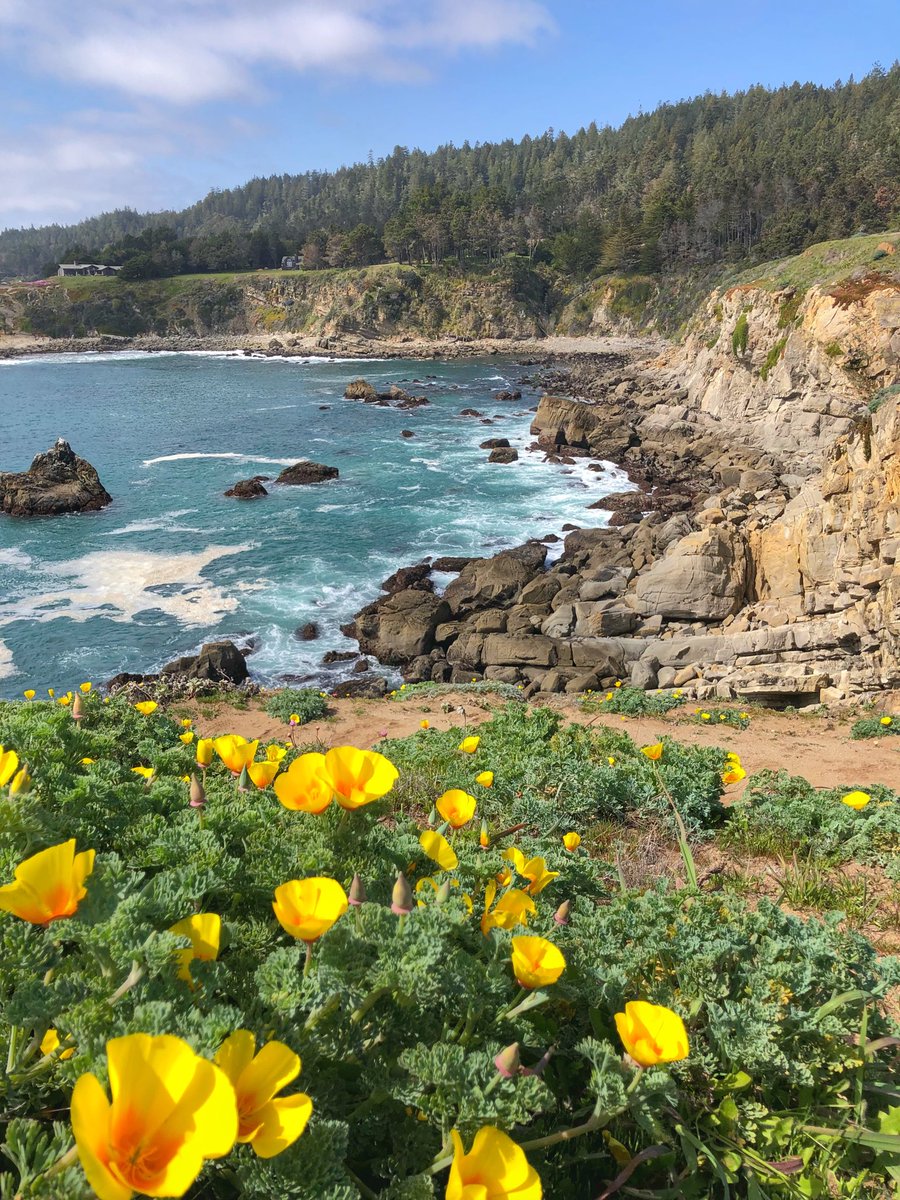 Seriously... this is #spring on the #Sonoma coast. @InsideSonoma @thetimbercove #timbercoveresort #winecountry