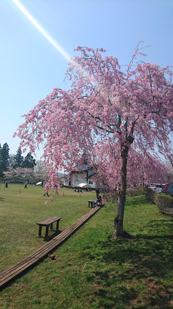 三戸町 さんのへまち 公式 در توییتر 桜の名所 三戸町 城山公園 本日の様子です ソメイヨシノは五分ほど散りましたが しだれ桜 はまだまだ楽しめます 明日は10 00から15 00まで唄と踊りのイベント3本連続 最高気温25 晴れ予報 お待ちしております