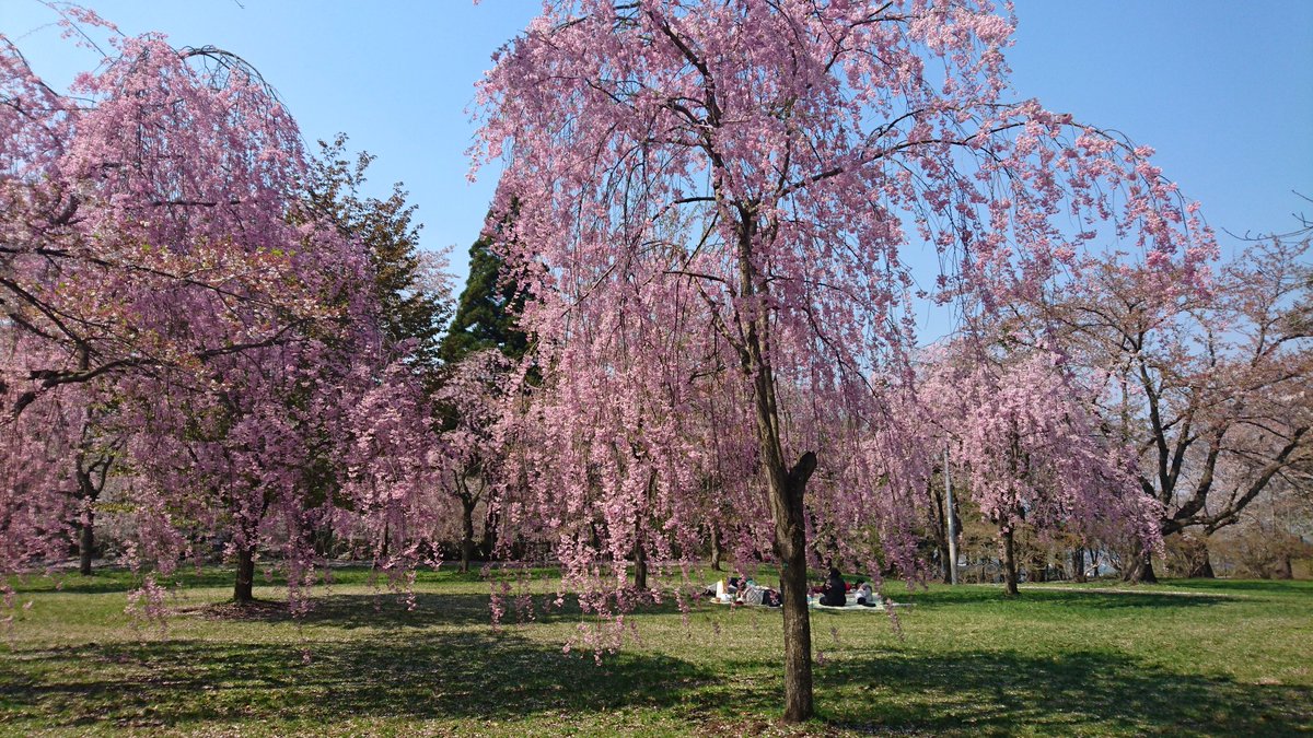 三戸町 さんのへまち 公式 桜の名所 三戸町 城山公園 本日の様子です ソメイヨシノは五分ほど散りましたが しだれ桜 はまだまだ楽しめます 明日は10 00から15 00まで唄と踊りのイベント3本連続 最高気温25 晴れ予報 お待ちしております