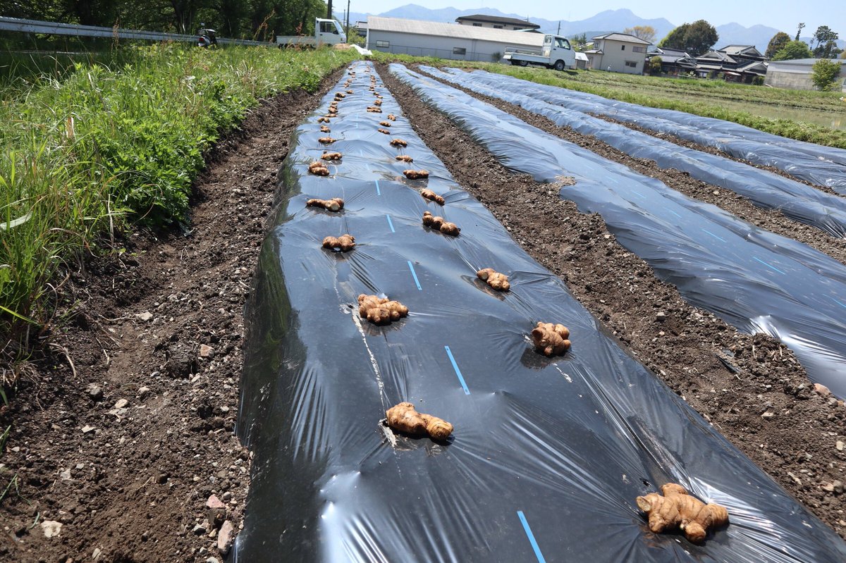 doronkoyasai's tweet photo. 生姜を畑に植えてきました🌱
12kg100個の種生姜からどれだけの生姜が取れるのか…
すごく楽しみです😊 https://t.co/9dX52KGhMa