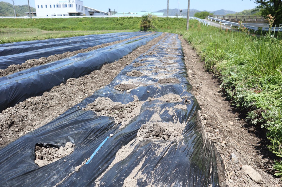 doronkoyasai's tweet photo. 生姜を畑に植えてきました🌱
12kg100個の種生姜からどれだけの生姜が取れるのか…
すごく楽しみです😊 https://t.co/9dX52KGhMa