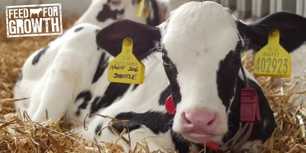 FeedForGrowth's tweet photo. Did you see #TopTip4 to help you when considering the best #calf feeding system for your needs? Here's #5: Services - Bedding - Supply & removal
🐮 Availability & storage for clean bedding?
🐮 Options for disposal of soiled bedding?
🐮 Will ‘Calf Staff’ be expected to do this? https://t.co/q6S0ZSDZYc