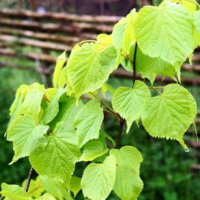 DoigtsFleuris's tweet photo. Les jeunes feuilles du #tilleul sont comestibles crues, très tendres,  d’un goût agréable et s’ajoutent aux salades. Leurs propriétés mucilagineuses adoucissent les plantes plus amères. Les feuilles développées, trop dures pour être mangées même cuites, … https://t.co/PDtg4UHyvp https://t.co/Zi6V2OSFCw
