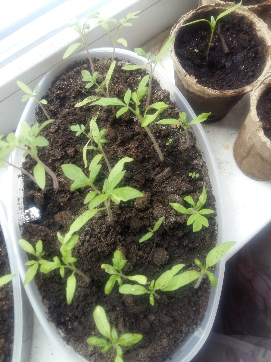 Irina1176's tweet image. #я #садовод
Первый раз в жизни посадила рассаду, все переживала, вырастет-не вырастет...
А она у меня вся взошла и пышет, теперь незнаю, куда все это буду сажать!