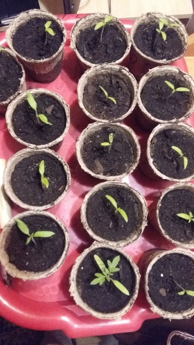 Irina1176's tweet image. #я #садовод
Первый раз в жизни посадила рассаду, все переживала, вырастет-не вырастет...
А она у меня вся взошла и пышет, теперь незнаю, куда все это буду сажать!
