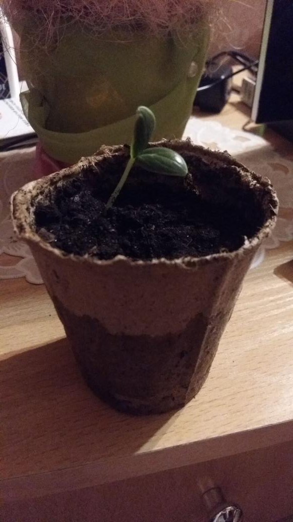 Irina1176's tweet image. #я #садовод
Первый раз в жизни посадила рассаду, все переживала, вырастет-не вырастет...
А она у меня вся взошла и пышет, теперь незнаю, куда все это буду сажать!