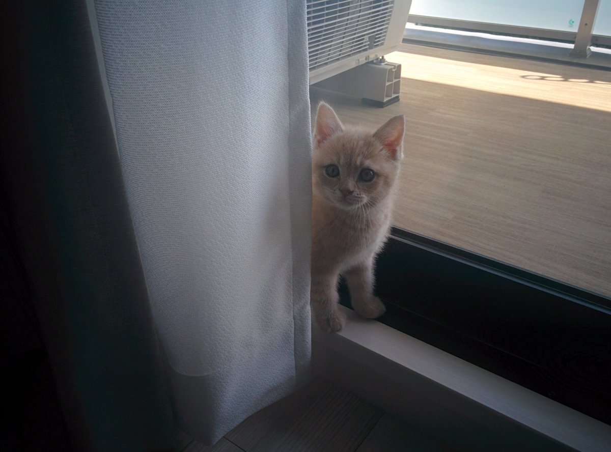 つなまる Tsuna Maru Twitter