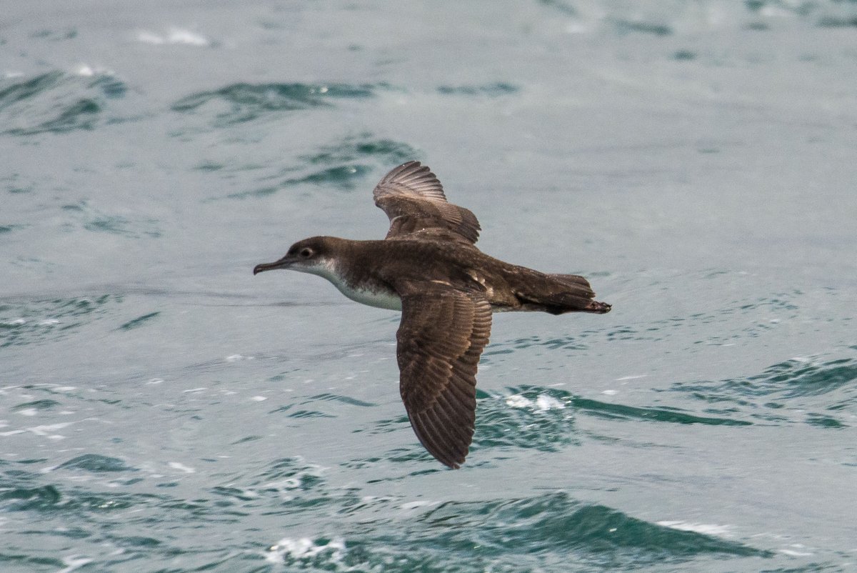 SaveSeabirds's tweet photo. Bosphorus bycatch of majestic yelkouan shearwater in fishing gears this past week has been stopped by municipal police. Our partner @DogaDernegi thanks everyone around the world who retweeted #RedAlertForYelkouan for their support – it really made a difference! #SaveSeabirds https://t.co/zvCjqCLafD