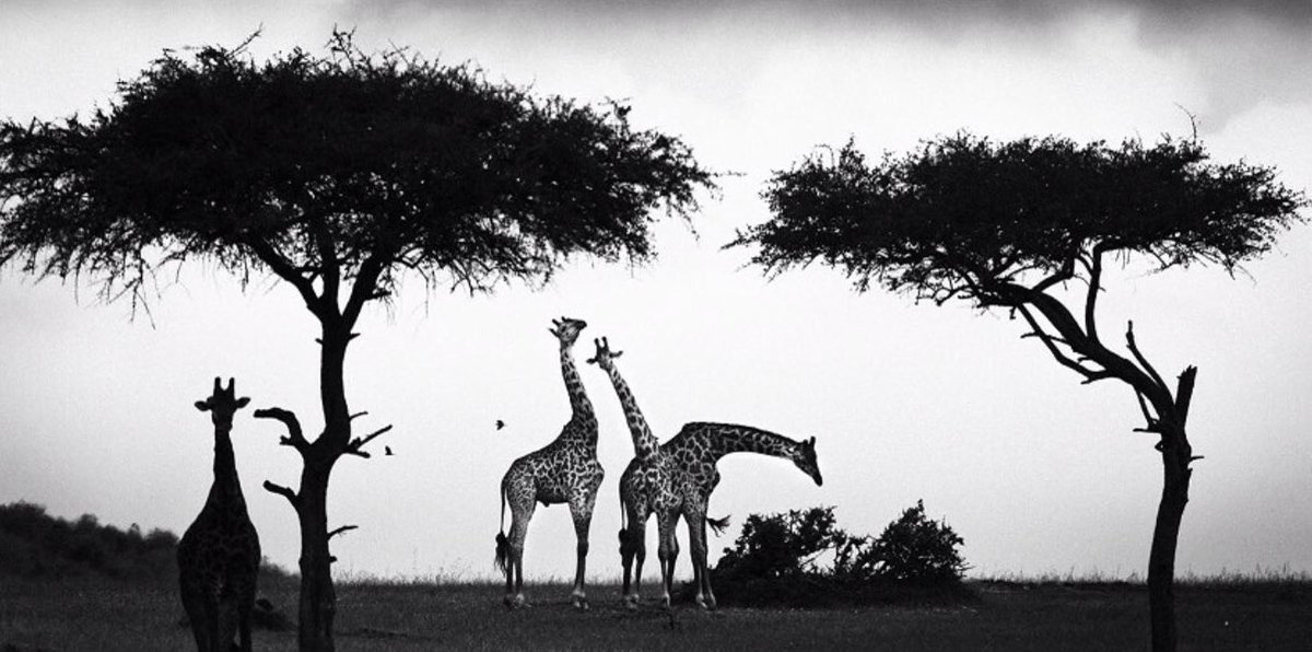 laurentbaheux tweet picture
