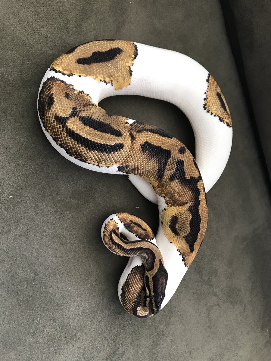 ペットスペース ミルク 住田 最後にっていい方も変ですが パイド ピンパイド シナモンパイド ボールパイソン ボールパイソン販売 爬虫類 爬虫類販売 爬虫類カフェ パイド