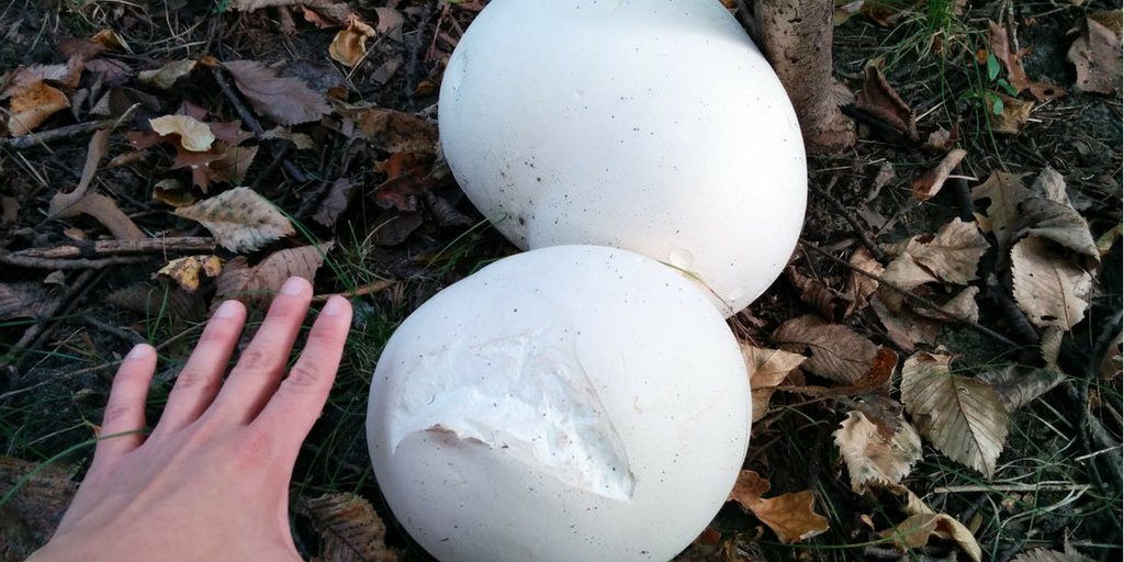Giant puffball mushroom (EN). Головач гигантский (RU). Kabak Mantarı (TR).
#Calvatiagigantea 
#giant
#puffball
#giantpuffballmushroom 
#mushroom 
#mushrooms 
#fungus 
#fungi 
#shrooms 
#nature 
#photography 
#mantarator 
#kabak
#mantarı 
#kabakmantarı
#mantar 
#mantarlar 
#dogal