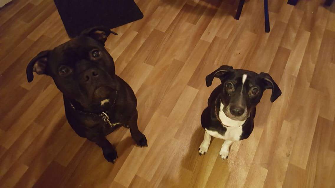 JoePerez87's tweet photo. @picturemesusie @Akasachev you can borrow my pets when ever you want https://t.co/8wVluk8pRi
