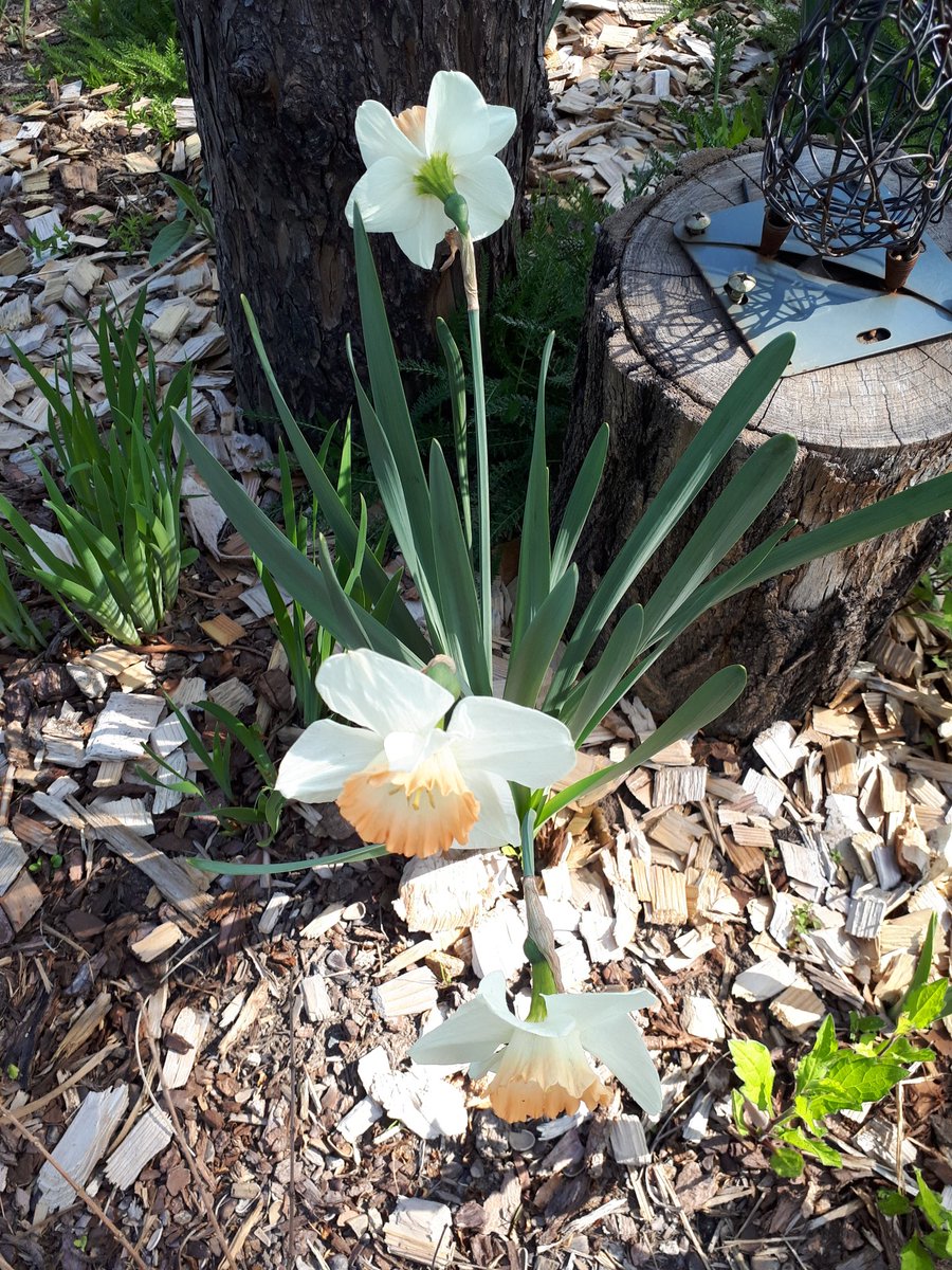 나르키소스의 환생 수선화