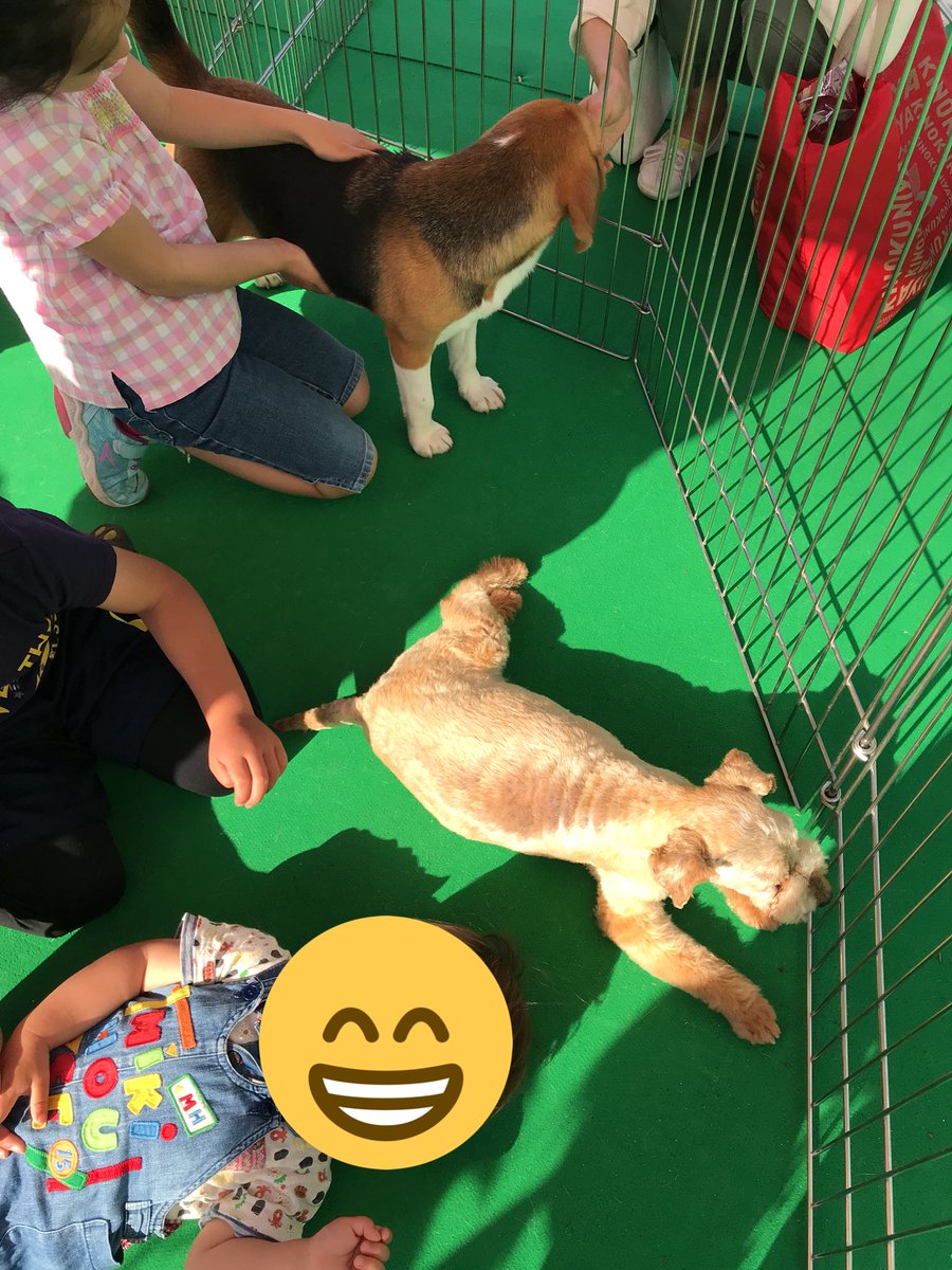 White_Splendor's tweet photo. こんにちは！
久しぶりの更新です🐶💦

本日は茅ヶ崎の住宅展示場にて
ふれあいイベント開催中(^ ^)

元気いっぱい頑張っております😘 https://t.co/f8ybOCCi9h