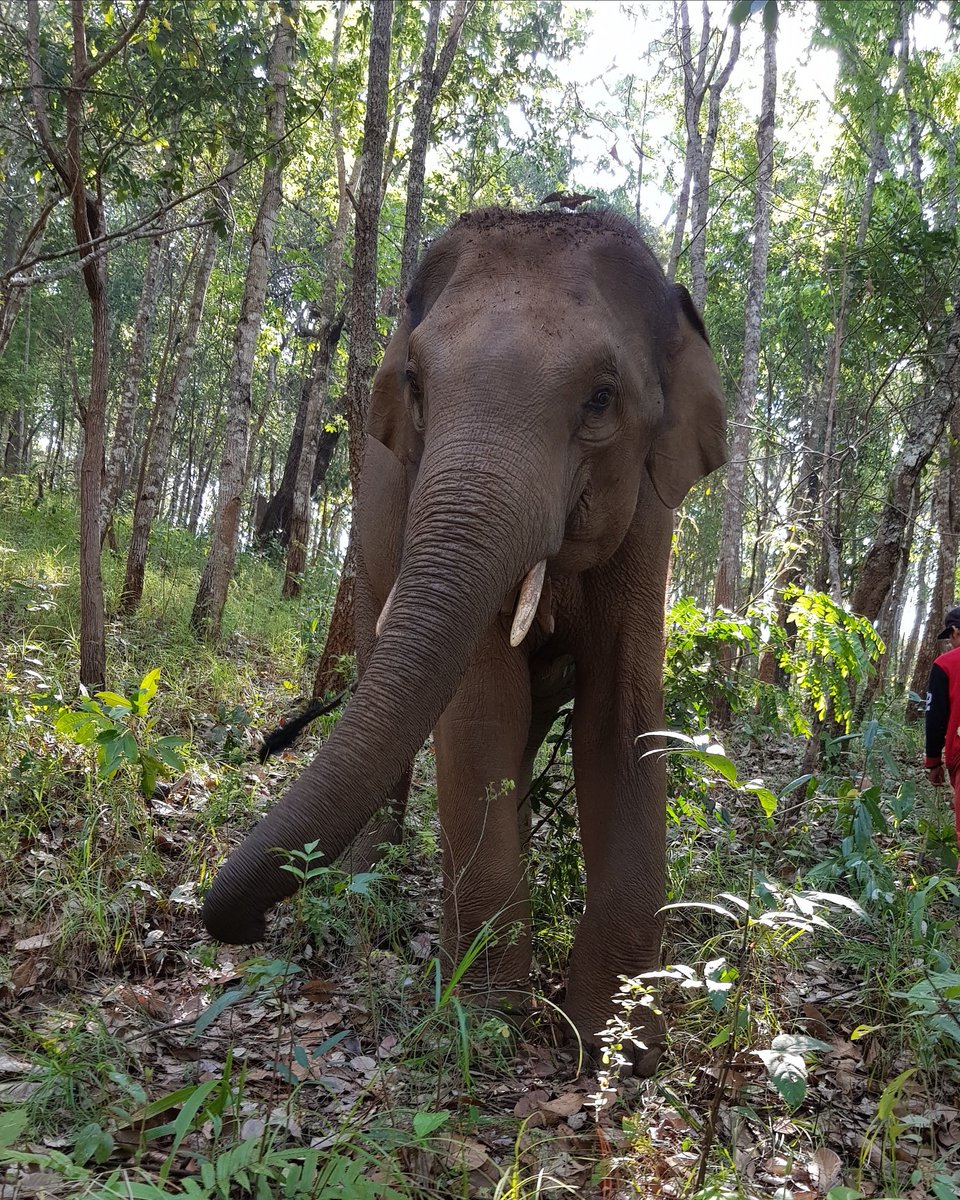 MelissaRocela's tweet photo. Participated in an amazing program with @GVIChiangMai. Had the opportunity to live in a village and work closely with elephants.
School holidays well spent 😊 https://t.co/xcW8mo14Ko