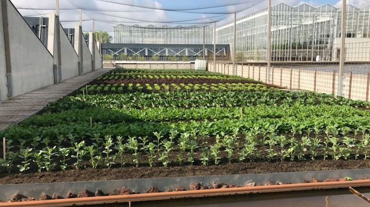 NicolasViard's tweet photo. La ferme abattoir d'Anderlecht, une agriculture du futur : 2000m2, 15t/an 🍅, 2700 pots/🌿, 35t/an 🐠 !
https://t.co/jJegseEW3y
#urbanfarming #rooffarming #aquaponie #aquaponics #futureofagriculture #agriculturefufutur https://t.co/xyiHbnPy94