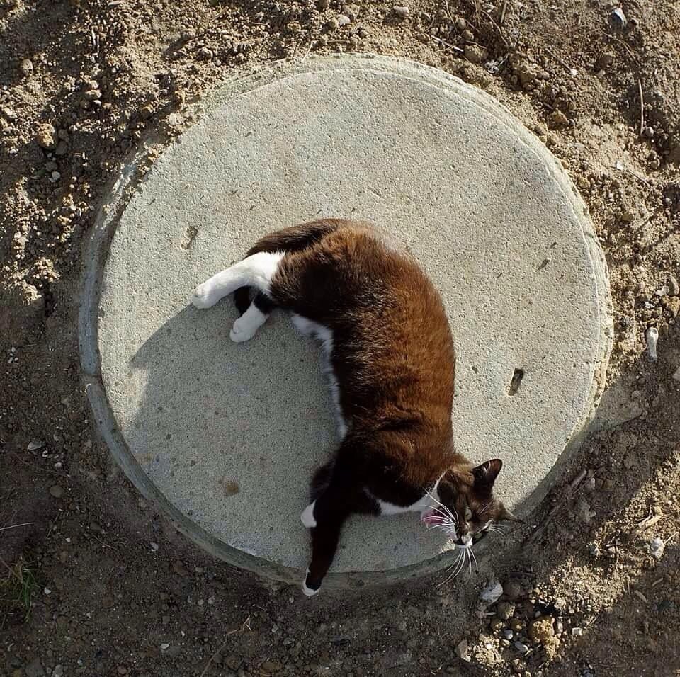 SteveSWALKS tweet picture