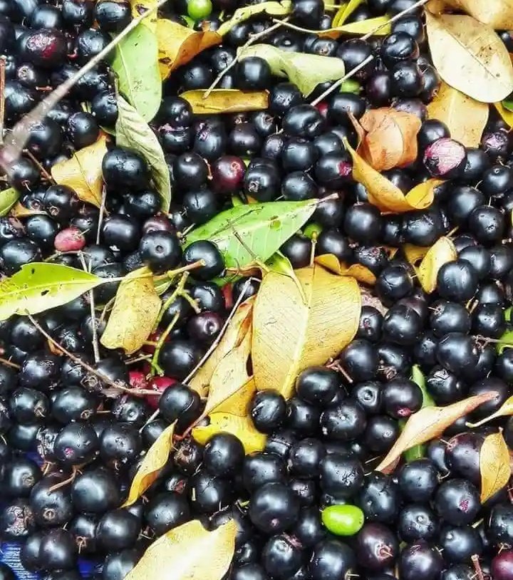 Nikuboruah1's tweet photo. Black
Black
Black Jamuk....#Jamuk...
Black jamuk medicine to health..
AMAZING pure...🗺🌐🗺 https://t.co/ugsaXSp9ZI