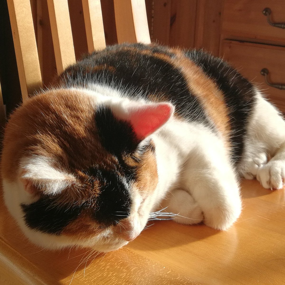 LucyLyons's tweet photo. I woke up at 6am thinking it was Monday but no, its not only #caturday but also #edballsday. What a time to be alive! Here is #FatGirlCat in the sunshine. #catsofmargate #catsoninstagram https://t.co/rZn30Lqjax