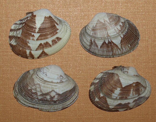 まことぴ アサリの貝殻が風景画みたいだった というツイートがバズってたので自分でも調べてみたら 水墨画の宝庫だった T Co 86dwbfxwcf Twitter