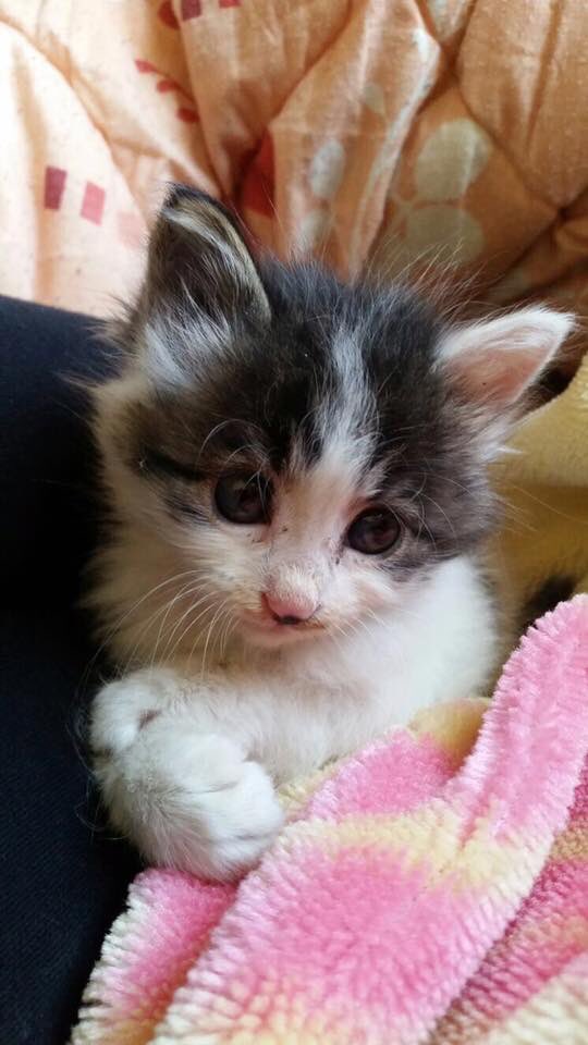 pets_adoption's tweet photo. The most adorable baby girl up for adoption. 
5-6 weeks old and was rescued from a basement.
Please talk to Mariam 0799488915 https://t.co/t2aLU4f0L2